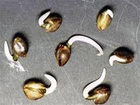 Are Automatic Cannabis Seeds Poor Quality?