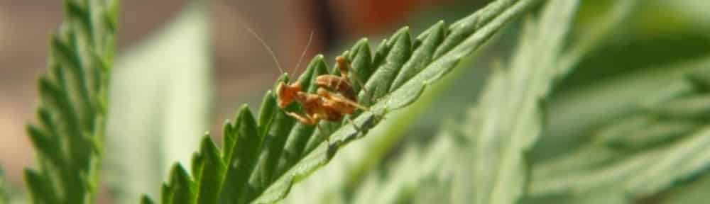 predatory insects for cannabis