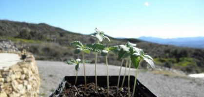 Cultivating Cannabis at Home – Medical Cannabis Cultivation