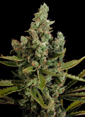Unlock the Secrets of High-Yield Medical Cannabis Growth