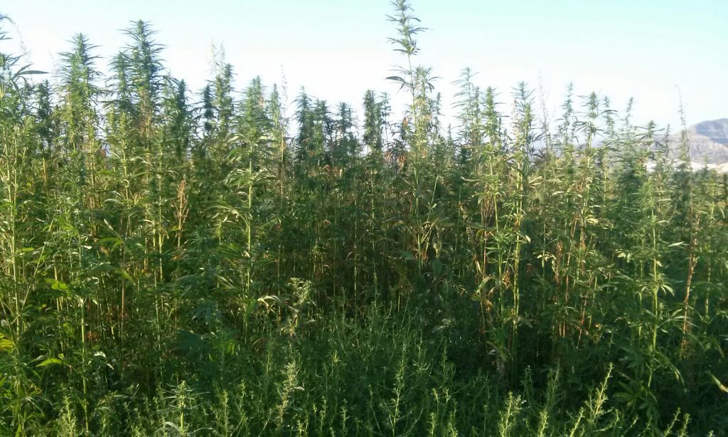 Our Organic Hemp Farms in the South of Spain