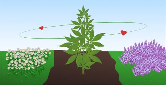 Companion Planting for Cannabis Plants