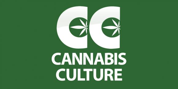 Cannabis Culture in Spain: History and Trends