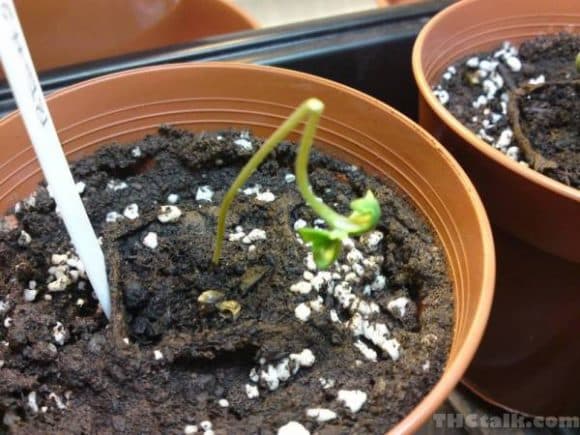 How to Fix Cannabis Stem or Seedling