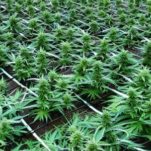 organic grown cannabis