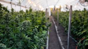 The Future of Cannabis Cultivation?