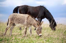 horse and donkey like cbd hemp