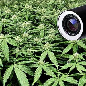 cannabis swecurity camera
